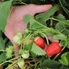 Die ersten Erdbeeren sind bereits reif und können geerntet werden. Früchte aus deutscher Erzeugung finden Verbraucher auch im Supermarkt, aber Felder zum Selberpflücken werden immer beliebter. 	