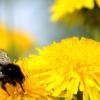 Eine Hummel sitzt auf einem blühenden Löwenzahn. Durch anders gemähte Wiesen soll in Ulm nicht nur Gras wachsen. Das soll den Lebensraum von Insekten erhalten. 