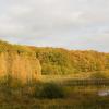 Farbenspiel: Vor allem wenn sich das Laub im Herbst färbt, lohnt sich ein Besuch im Buchenwald Grumsin.