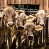 Über die Umnutzung eines bestehenden Rinderstalls bei Obergriesbach wurde im Gemeinderat kontrovers diskutiert. Die Abstimmung endete mit einem Patt.
