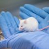 Tierexperimente etwa für die medizinische Forschung werden bislang an der Universität Augsburg nicht vorgenommen. 	