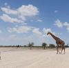 Geradezu idyllisch: eine einsame Giraffe im Etosha Nationalpark in Naimiba.