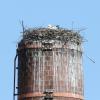 Auf dem Neusa-Turm in Aichach wurde ein Gitter angebracht, damit sich die Störche beim Nisten leichter tun.