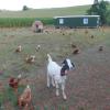 Hühner in Freilandhaltung sorgen auf einer Wiese nur wenige Meter entfernt vom Hofladen für Eier-Nachschub.  	