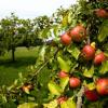 Die Bayerische Staatsregierung fördert den Anbau von Obstbäumen. 