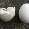 Diese erste halbe leere Eierschale ist ein sicheres Zeichen dafür, dass es Storchen-Nachwuchs in Pöttmes gibt. Daneben zum Vergleich ein ganzes Hühnerei.