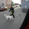 Ein Feuerwehrmann bringt den Hund ins Tierheim.