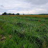 Auf einer Pilotfläche nördlich von Günzburg wachsen Sumpfgräser, aus denen Trockenbauplatten hergestellt werden können.