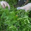 Gegen die Allergiepflanze Ambrosia will Bayern verstärkt vorgehen.