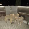 Sechs Schafe hielten die Berufsfeuerwehr Augsburg in Lechhausen auf "Trab". In der Meraner Straße konnten die Tiere schließlich ihrem Schäfer übergeben werden.