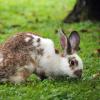 Ein Kaninchen wurde in Offenhausen getötet.