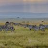 Etliche Zebras in einem Wildschutzgebiet auf dem afrikanischen Kontinent. Liane Merbeck reist seit vielen Jahren unter anderem nach Botswana und führt Touristen durch das Gebiet. 