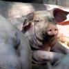 Mit einer neuen Kennzeichnung möchte der Bauernverband Verbrauchern mehr Transparenz beim Kauf von Schweinefleisch bieten. Künftig könnten damit Haltungsbedingungen erkannt werden.