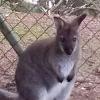 Das Foto zeigt ein ein Meter großes Wallaby. Die Polizei in Cham sucht nach dem kleinen Känguru. Das knapp einen Meter große Wallaby war aus einem Gehege entkommen.