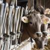 Wegen dem Verdacht auf Tuberkulose müssen in Kempten 30 Rinder getötet werden. 