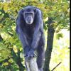 Die Schimpansenanlage im Augsburger Zoo soll umgebaut werden.