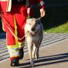 Mantrailer-Hunde wie dieser und ein Hubschrauber suchten nach dem Vermissten.