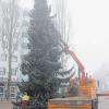Überall im Landkreis wird es weihnachtlich: Am Steppacher „Dreieck“ (oben) und in Stadtbergen wurde der Weihnachtsbaum aufgestellt.  
