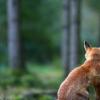 Ein Aislinger hat einen Fuchs mit einem Abzugeisen gefangen und anschließend mit seinem Gewehr erschossen. 	