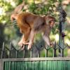 Ein wilder Affe klettert im Regierungsviertel in Neu Delhi über einen Zaun. Nun hat die indische Hauptstadt den Tieren den Kampf angesagt.