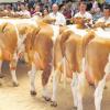 Sehr einheitlich präsentierte sich die achtköpfige Töchtergruppe von Vanadin am Wertinger Zuchtviehmarkt. Die Kühe wurden von den Wertinger Jungzüchtern hervorragend vorbereitet präsentiert. 