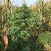 Rund 190 Cannabis-Pflanzen hat die Polizei 2017 in einem Maisfeld bei Schmelchen (Altomünster) abgeerntet. 	 Fotos: Kripo Fürstenfeldbruck