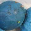 Diese blau eingefärbten Giftköder wurden in Holzheim gefunden. 	