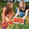 Die Erdbeersaison hat begonnen, die ersten Früchte können in er Plantage genascht werden. 	 	