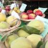 Beim Apfel- und Kartoffelmarkt im Mooseum gibt es dieses Jahr wieder einiges zu entdecken.