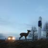 Vor allem jetzt im Herbst kreuzen Wildtiere wieder vermehrt die Straßen. Die Zeitumstellung birgt dazu weitere Risiken.