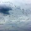 Klimawandel macht vielen Zugvögeln zu schaffen