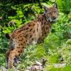 Der Luchs-Trail beginnt in Reichraming in Öberösterreich. 