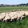 Tierquäler in Unterliezheim: Wer hat das Schaf getötet?