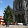 Mit Polizeibegleitung gelang am Donnerstag der gefahrlose Transport eines Baumes in Ulm. Nun steht er auf dem Münsterplatz.  	