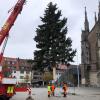 Der Ulmer Weihnachtsbaum des Jahres 2020: Diese Blaufichte ist etwa 60 Jahre alt und stammt aus dem Söflinger Klosterhof. Für den städtischen Standort wurde der 18-Meter-Baum zu groß.  	