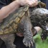 Schnappschildkröten können aggressiv werden. Symbolbild