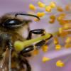 Das Volksbegehren "Rettet die Bienen" für mehr Artenvielfalt und -schutz war erfolgreich. 