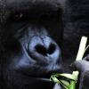 Forscher: Malaria stammt von Gorillas