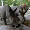 Nashorn Bantu kam letztes Jahr bis aus Holland, um sich mit den beiden Weibchen Kibibi und Chris zu paaren. Nun sind die beiden trächtig. 