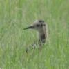 Ein Brachvogelküken schaut aus dem Gras hervor: Nach der Rückkehr der Wiesenbrüter ins Nördlinger Ries ruft das Landratsamt zum Schutz der seltenen Tiere auf.