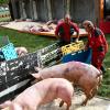 Der verunglückte Transporter hatte 125 Schweine geladen, 30 von ihnen überlebten den Unfall nicht. Der 40-jähriger Fahrer wurde leicht verletzt ins Krankenhaus gebracht. 