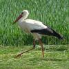 Ein Storch ist auf Nahrungssuche im Lechtal.