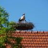 Wie viele junge Störche mögen es wohl sein in dem neuen Storchennest auf dem landwirtschaftlichen Anwesen in der Leonhardstraße in Raisting? Zwei Köpfchen ragen schon aus dem Nest. 	