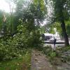 Ein Unwetter hatte zuletzt mehrere Bäume in der Stadt umgerissen - unter anderem am Königsplatz.