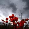 Dunkle Wolken über rotem Mohn: Vor allem aus Australien stammen Mohnsorten, die zu viel Morphin beinhalten.