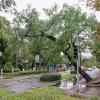 Nach dem Unwetter wird der entwurzelte Baum am Curt-Frenzel-Stadion entfernt. 