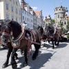 Die schwarzen Percheron-Pferde zogen den Kampfwagen. 