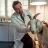 Rechtsmediziner Prof. Boerne (Jan Josel Liefers) kümmert sich um Ziege Mimi. 