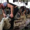 Gearbeitet wird in Reihe, im Akkord – und in wenigen Minuten befreien Rainer Blümelhuber und seine Scherer die Schafe auf dem Gut Unterwaldbach vom dicken Vlies.