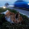 Ein Wildunfall mit einem Fuchs ist am Wochenende nahe Rain passiert. Die Fahrerin muss jetzt aber mit einer Anzeige rechnen. (Symbolbild)